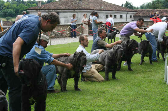 Raduno razze italiane di Volta Mantovana 2008