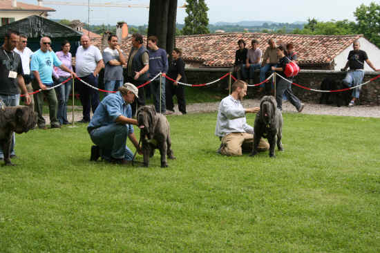 Raduno razze italiane di Volta Mantovana 2008