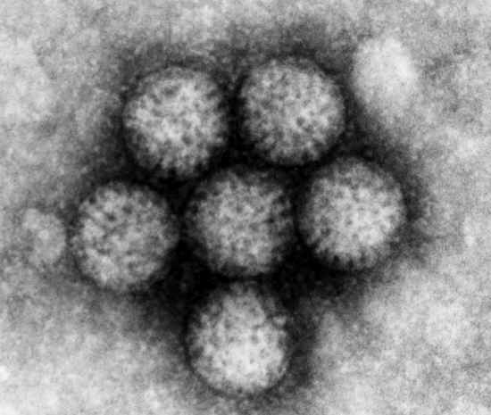 rotavirus