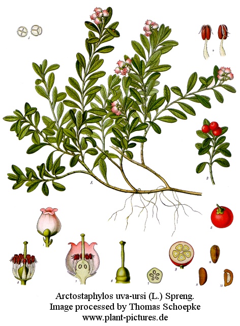 arctostaphylos uva-ursi