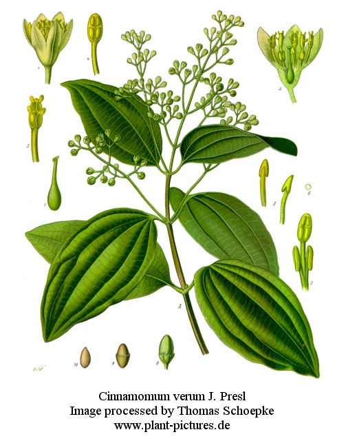 cinnamomum verum