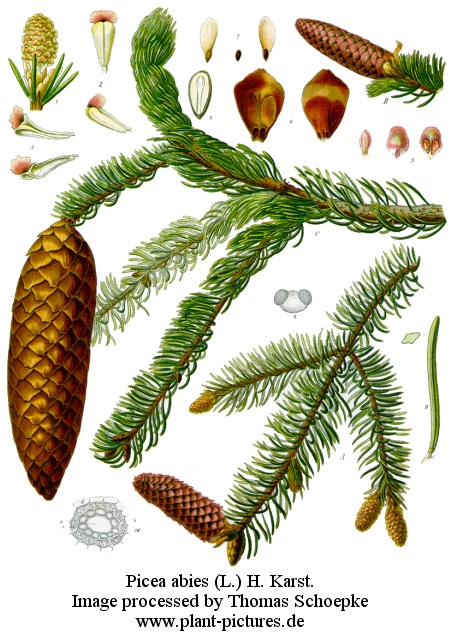 picea abies