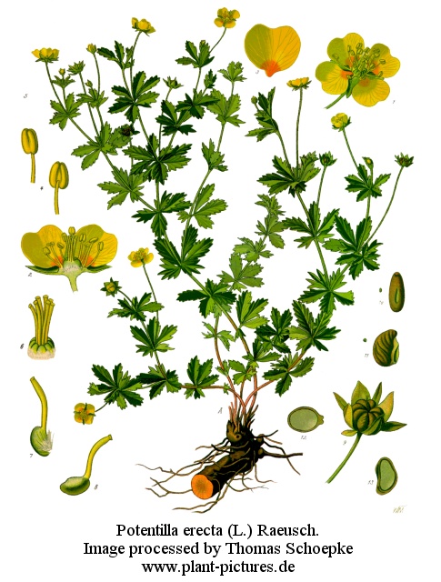 potentilla erecta