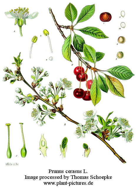 prunus cerasus