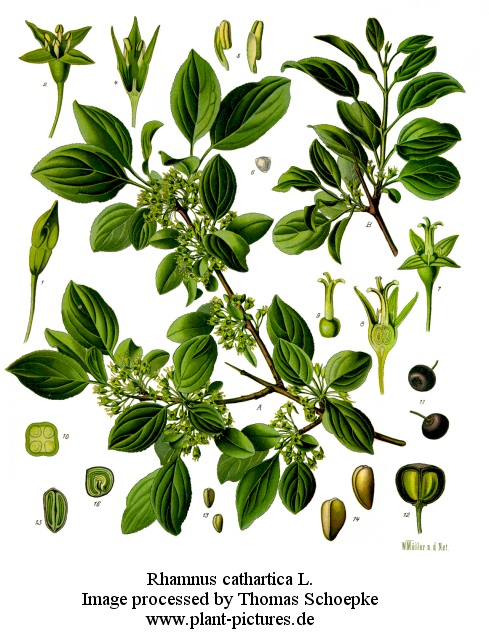 rhamnus cathartica