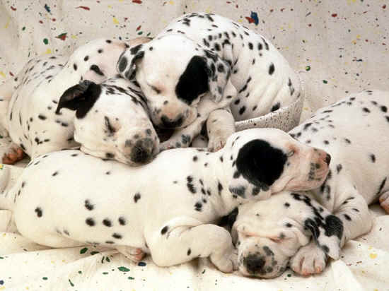 cuccioli dalmata