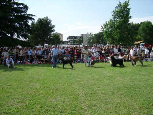 Ring d'Onore a Prato 2006