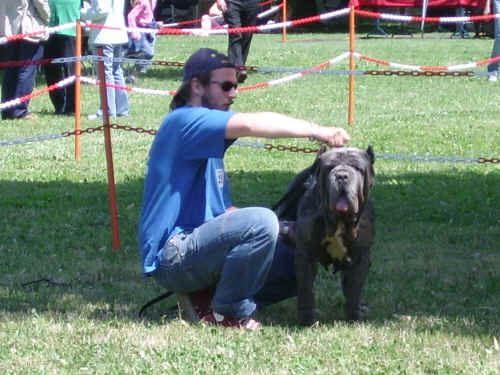 Esposizione canina di prato