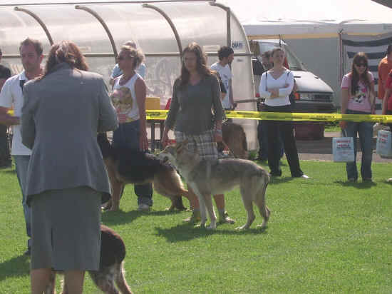 Esposizione canina nazionale di Empoli 2007