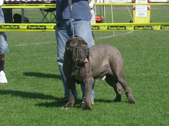 Esposizione canina nazionale di Empoli 2007