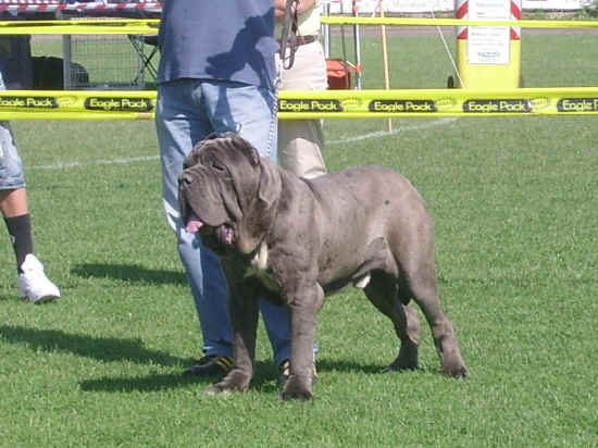 Esposizione canina nazionale di Empoli 2007