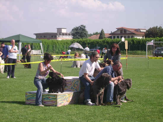 Esposizione canina nazionale di Empoli 2007