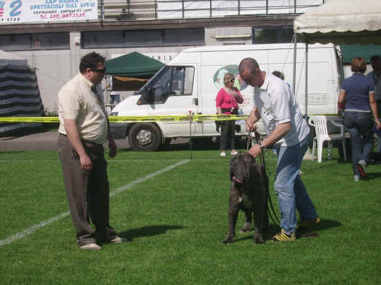 Esposizione canina nazionale di Empoli 2007