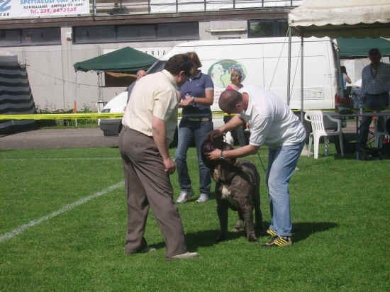 Esposizione canina nazionale di Empoli 2007