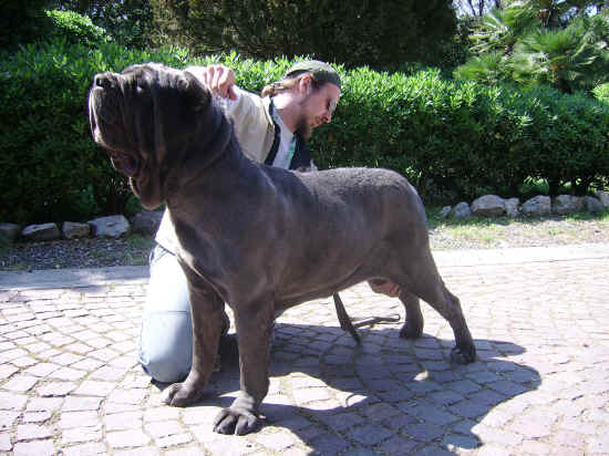 miglior femmina tra i mastini napoletani a Livorno 2007