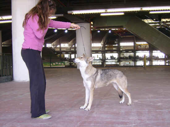 Esposizione internazionale canina di Genova 2007