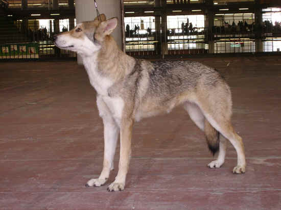 saarloos wolfhond