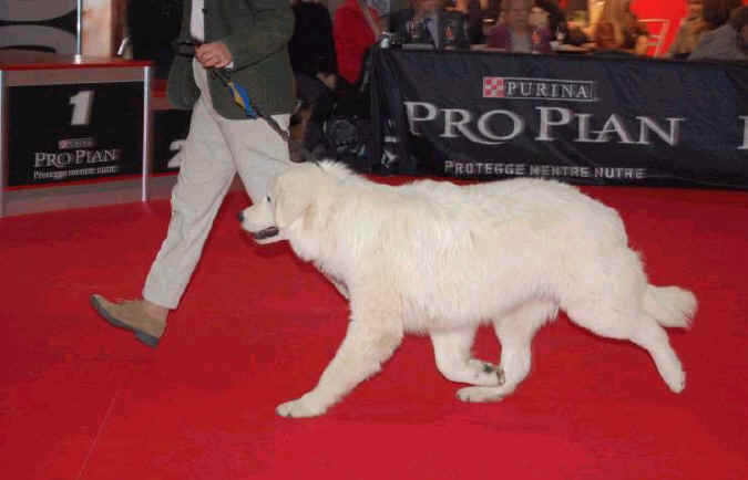 proplan cup