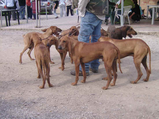 esposizione nazionale canina di siena 2007