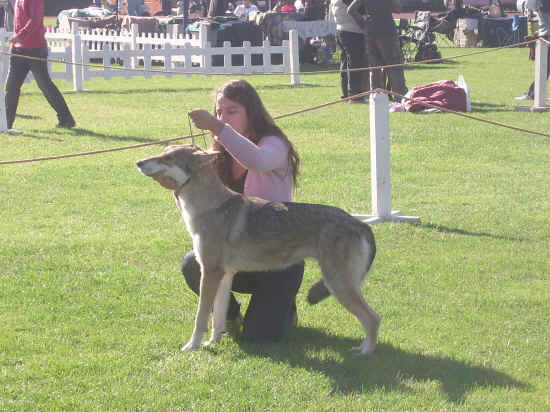 saarloos wolfhond