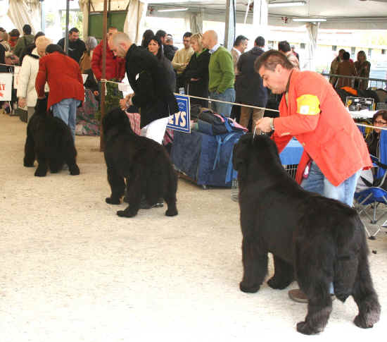 Nazionale di Ponte a Tressa 2008