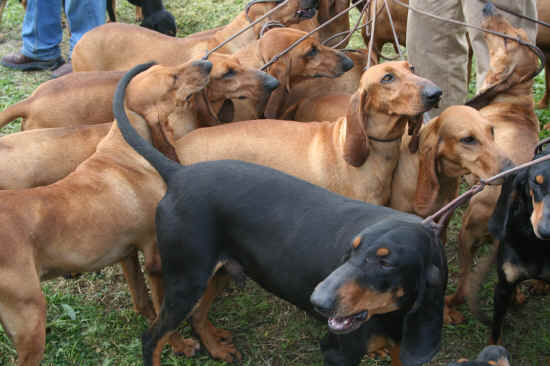 segugi alla Nazionale di Ponte a Tressa 2008