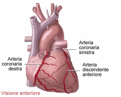 arterie del cuore