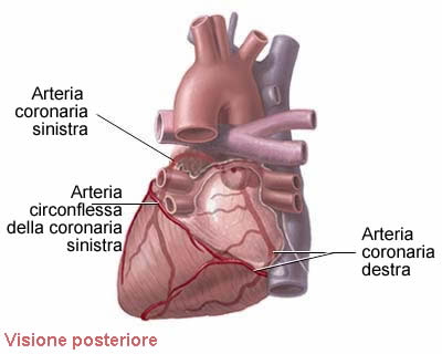 arterie