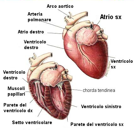anatomia del cuore