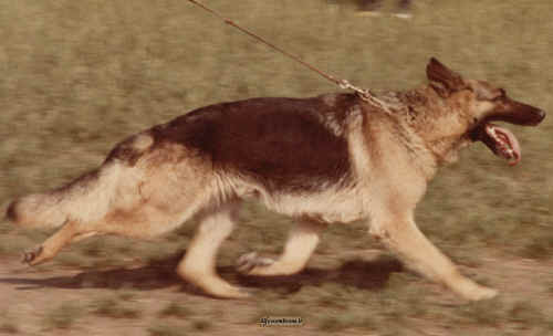 Cara di Fossombrone trotto