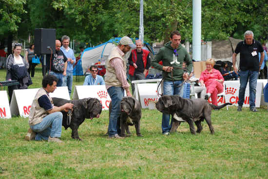 Gruppo di allevamento