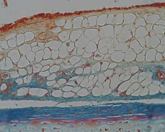 Tessuto adiposo bianco - trachea - 20x