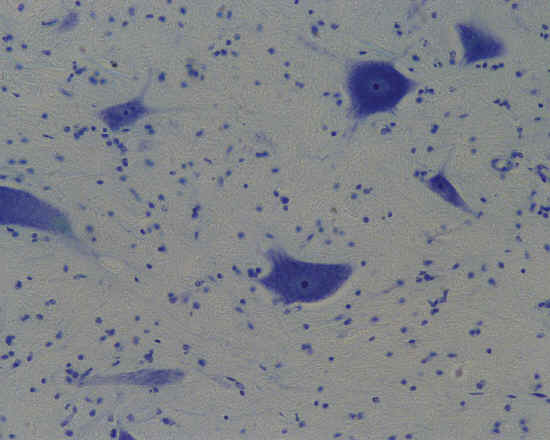 Neuroni e nevroglia - midollo spinale - 20x