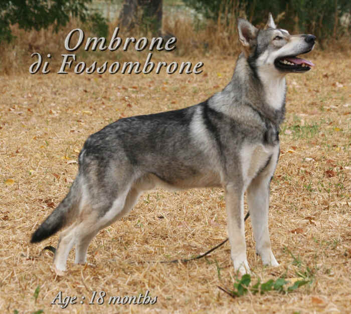 ombrone di fossombrone