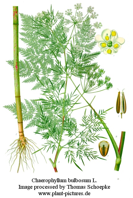 chaerophyllum bulbosum