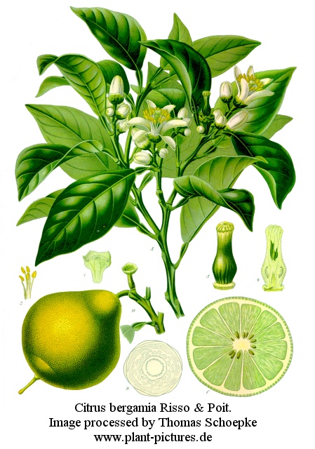 citrus bergamia