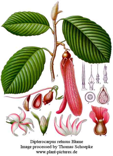 dipterocarpus retusus