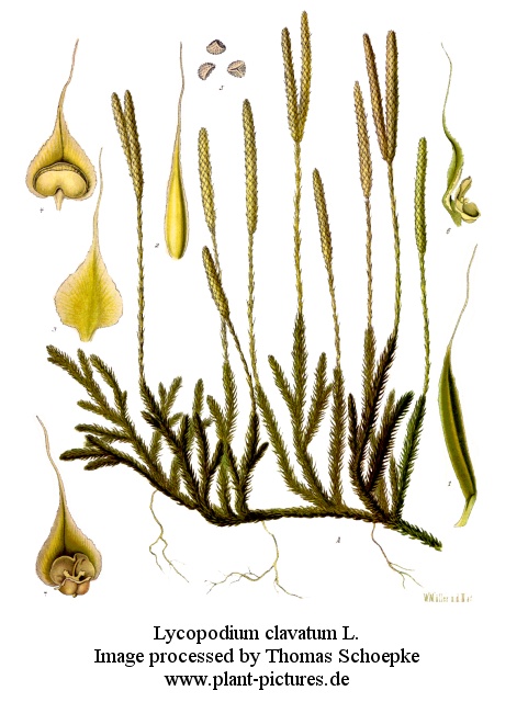 lycopodium clavatum