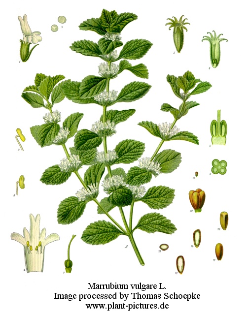 marrubium vulgare