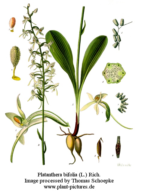 platanthera bifolia