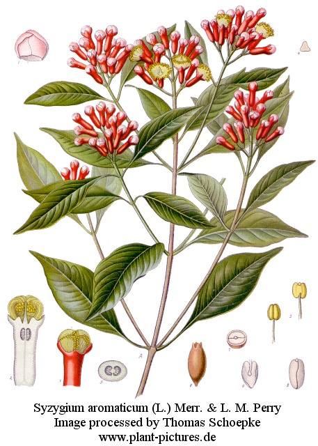 syzygium aromaticum