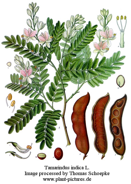 tamarindus indica