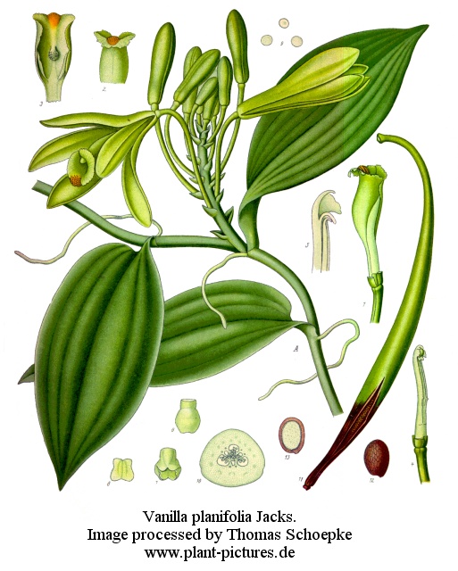 vanilla planifolia