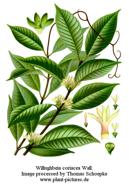willughbeia coriacea